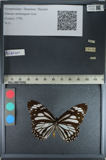 Media type: image;   Entomology 165675